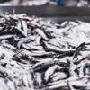 Cantabrian Anchovies Fillets In Oil - Hand-Picked and Hand-Prepared Exclusively With Fish Sustainably Caught In Spring - Premium Quality Large Size Anchovies Imported From Cantabria, Spain - 11.46oz (325g) view 3
