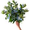 10 Stem Blue Tweedia Japan Fresh Cut Flowers DIY Flower Arrangement Wedding Anniversary Love Gift view 2