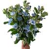 10 Stem Blue Tweedia Japan Fresh Cut Flowers DIY Flower Arrangement Wedding Anniversary Love Gift view 3