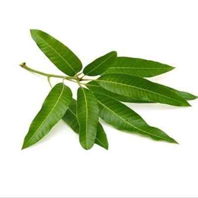 NineLife Basics Pub Pooja Mango Leaves