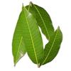 NineLife Basics Pub Pooja Mango Leaves view 2
