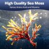 25-in-1 Sea Moss Black Seed Oil Ashwagandha Ginger Shilajit Supplement, Sea Moss Capsules Pro with Bladder Burdock Ceylon Cinnamon Berberine ACV Manuka VIT C & D3 for Men Women, 120 Vegan Caps view 3