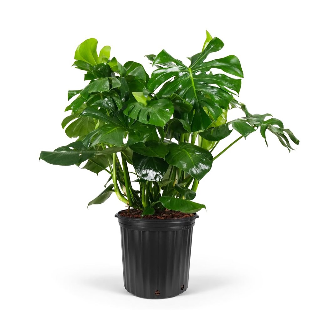 Monstera Deliciosa Swiss Cheese Plant - Tropical Indoor Houseplant, Exotic Air Purifying, Low Maintenance, Ideal for Home Decor, Garden (7gal-4-5ft)