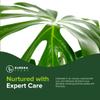 Monstera Deliciosa Swiss Cheese Plant - Tropical Indoor Houseplant, Exotic Air Purifying, Low Maintenance, Ideal for Home Decor, Garden (7gal-4-5ft) view 2