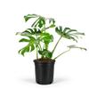 Monstera Deliciosa Swiss Cheese Plant - Tropical Indoor Houseplant, Exotic Air Purifying, Low Maintenance, Ideal for Home Decor, Garden (7gal-4-5ft) view 3