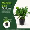 Monstera Deliciosa Swiss Cheese Plant - Tropical Indoor Houseplant, Exotic Air Purifying, Low Maintenance, Ideal for Home Decor, Garden (7gal-4-5ft) view 4
