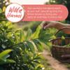 50 Guava Leaf Tea Bags, Te De Hojas De Guayaba, 100% Natural Guava Leaves, Aromatic Tea, HerbalTea, Non-GMO, Caffeine Free. by Akshit view 2