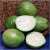 India Bazaar Fresh Guavas (3 Lbs.) view 1