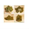 Al Afia California Style Grape Leaves California Style - Tender Leaves Premium Quality- 16 Oz-475 Gm. Pack of 4 Jars -     view 3