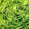 Amsthow Shred Paper Filler Gift Wrap Basket Grass 1/2 LB Green Cut Basket Packing Filling Raffia Paper for Easter Box Birthday Party Decoration Wedding view 1