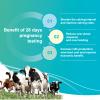 [10 Pack] Cow Pregnancy Test Kit: Rapid Pregnancy Tests for Bovine Complete kit - for Home/Small Farm Use view 3