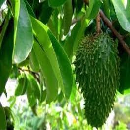 Hojas de Guanabana