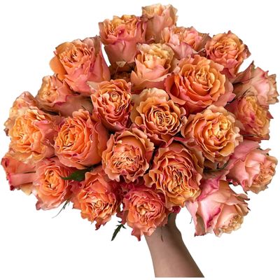 24 Stems Ecuador Carpe Diem Roses Fresh Cut Flowers Arrangement, Mother's Day Birthday gift Lover's Anniversary Wedding Flowers Wholesale Market