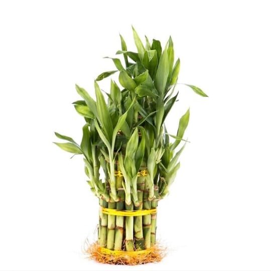 Generic 3 Tier 4"" 6"" 8"" Lucky Bamboo stalks for Feng Shui (Total About 34 Stalks) The Most Elegant Bamboo with Free Plant Food, Green