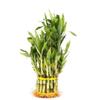 Generic 3 Tier 4"" 6"" 8"" Lucky Bamboo stalks for Feng Shui (Total About 34 Stalks) The Most Elegant Bamboo with Free Plant Food, Green view 1