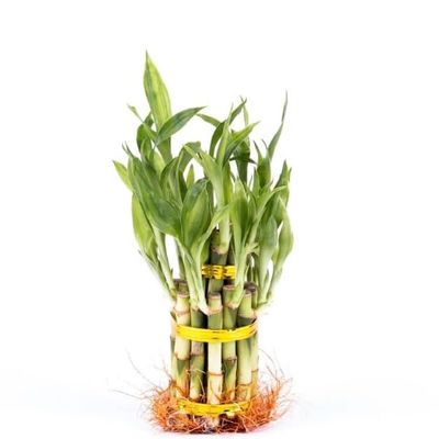 2 Tier 3" 5" Lucky Bamboo stalks for Feng Shui (Total About 20 Stalks) The Most Elegant Bamboo with Free Plant Food