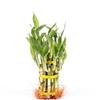 2 Tier 3" 5" Lucky Bamboo stalks for Feng Shui (Total About 20 Stalks) The Most Elegant Bamboo with Free Plant Food view 1
