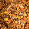 1LB Thanksgiving Crinkle Cut Paper Shred Filler w/Turkey Pumpkin Confetti, Chocolate Brown/Orange/Yellow Raffia Tissue Craft Bedding Cushion for Harvest Fall view 3