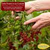 GERBS Dried Currants 14 oz. | Freshly Dehydrated Re-sealable Bulk Bag | Top 14 Food Allergy Free | No Sulfur Dioxide Zante Variety | Rich in Antioxidants | Gluten, Peanut, Tree Nut Safe view 3