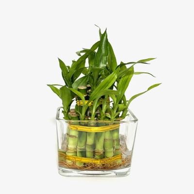 Two Layer Live Luck Bamboo Indoor House Plant in Glass Vase, Live Lucky Bamboo Plant, Dracaena sanderiana, Feng Shui, Bamboo Arrangement