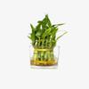 Two Layer Live Luck Bamboo Indoor House Plant in Glass Vase, Live Lucky Bamboo Plant, Dracaena sanderiana, Feng Shui, Bamboo Arrangement view 2