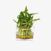 Two Layer Live Luck Bamboo Indoor House Plant in Glass Vase, Live Lucky Bamboo Plant, Dracaena sanderiana, Feng Shui, Bamboo Arrangement view 3