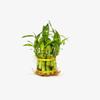 Two Layer Live Luck Bamboo Indoor House Plant in Glass Vase, Live Lucky Bamboo Plant, Dracaena sanderiana, Feng Shui, Bamboo Arrangement view 4