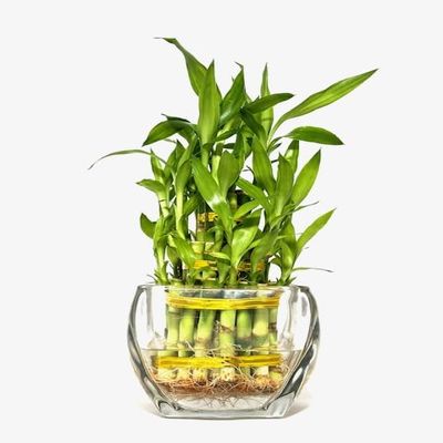 NineLife Basics Three Layer Live Luck Bamboo Indoor House Plant in Glass Vase, Live Lucky Bamboo Plant, Dracaena sanderiana, Feng Shui, Bamboo Arrangement, Green