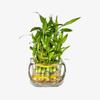 NineLife Basics Three Layer Live Luck Bamboo Indoor House Plant in Glass Vase, Live Lucky Bamboo Plant, Dracaena sanderiana, Feng Shui, Bamboo Arrangement, Green view 2