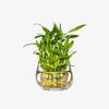 NineLife Basics Three Layer Live Luck Bamboo Indoor House Plant in Glass Vase, Live Lucky Bamboo Plant, Dracaena sanderiana, Feng Shui, Bamboo Arrangement, Green view 3