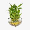 NineLife Basics Three Layer Live Luck Bamboo Indoor House Plant in Glass Vase, Live Lucky Bamboo Plant, Dracaena sanderiana, Feng Shui, Bamboo Arrangement, Green view 4