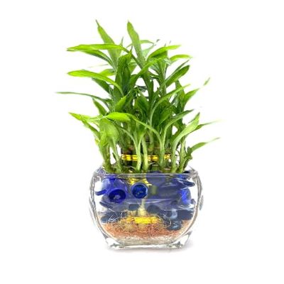 NineLife Basics Three Tier Live Lucky Bamboo Plant Indoor Home Glass Arrangement with Blue Decorative Marbles