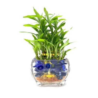 NineLife Basics Three Tier Live Lucky Bamboo Plant Indoor Home Glass Arrangement with Blue Decorative Marbles