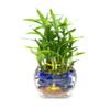 NineLife Basics Three Tier Live Lucky Bamboo Plant Indoor Home Glass Arrangement with Blue Decorative Marbles view 2