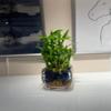 NineLife Basics Three Tier Live Lucky Bamboo Plant Indoor Home Glass Arrangement with Blue Decorative Marbles view 3