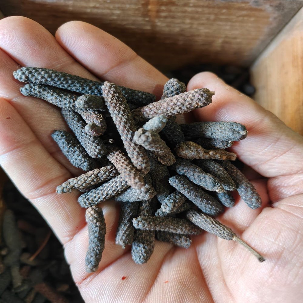 AYURVEM HERBS 250gram Pepper Long | Pipal | Pippali | Whole Long Pepper | Sabut Peepli | Pippali | Pipal Badi | Pippali