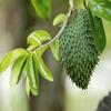 graviola tea for relaxation, soursop tea organic, graviola tea, graviola soursop tea - GRAVIOLA SOURSOP TEA K-CUPS - graviola leaves tea, antioxidant k-cups tea, digestion tea - 1 Box 10 K-cups view 3