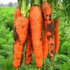 500g Dried carrots (17.63oz.) Dehydrated diced carrots and dried vegetables Air-dried vegetable soup Camping trip view 2