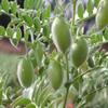 MAHANANDI CHANA 1500 Grams,Bengal Gram view 3