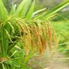 MAHANANDI KURNOOL SONA MASOORI RICE 1000 GRAMS (pack of 2- each 500grams) view 3