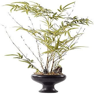 Bonsai Tree Chinese Zen Green Plant Porch Aisle Soft Decoration Simulation Plant Asparagus Bonsai Ornament for Garden Decoration and Desktop Display