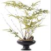 Bonsai Tree Chinese Zen Green Plant Porch Aisle Soft Decoration Simulation Plant Asparagus Bonsai Ornament for Garden Decoration and Desktop Display view 1