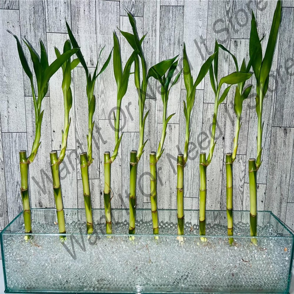 NineLife Basics Bundle of 10 stalks of 12""Live Indoor Lucky Bamboo Tree (16"" -18"" top to Bottom Total Height) for Office, Home Decor, Aquariums, feng Shui, Gift, green