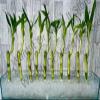 NineLife Basics Bundle of 10 stalks of 12""Live Indoor Lucky Bamboo Tree (16"" -18"" top to Bottom Total Height) for Office, Home Decor, Aquariums, feng Shui, Gift, green view 1
