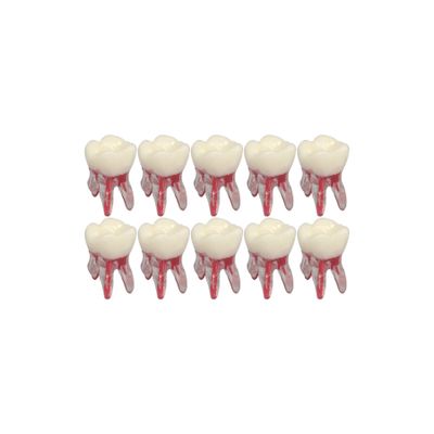 10Pcs Dental Typodont RCT Teeth Model Root Canal Pulp Cavity Endodontic Practice Study Teach M8007-26#
