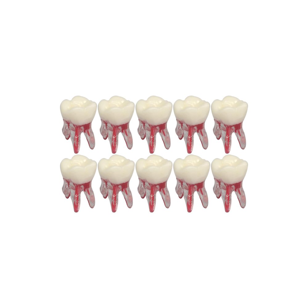 10Pcs Dental Typodont RCT Teeth Model Root Canal Pulp Cavity Endodontic Practice Study Teach M8007-26#