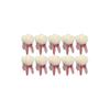 10Pcs Dental Typodont RCT Teeth Model Root Canal Pulp Cavity Endodontic Practice Study Teach M8007-26# view 1