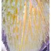 ZPENBIGS Orchid Strings of Wisteria Flowers Decorate Orchids, Red view 4