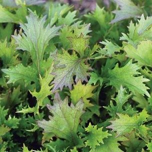 Mustard Mizuna Purple 2,000 Seeds