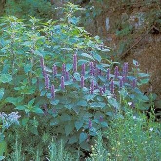 Agastache foeniculum Anise 2,000 Seeds
